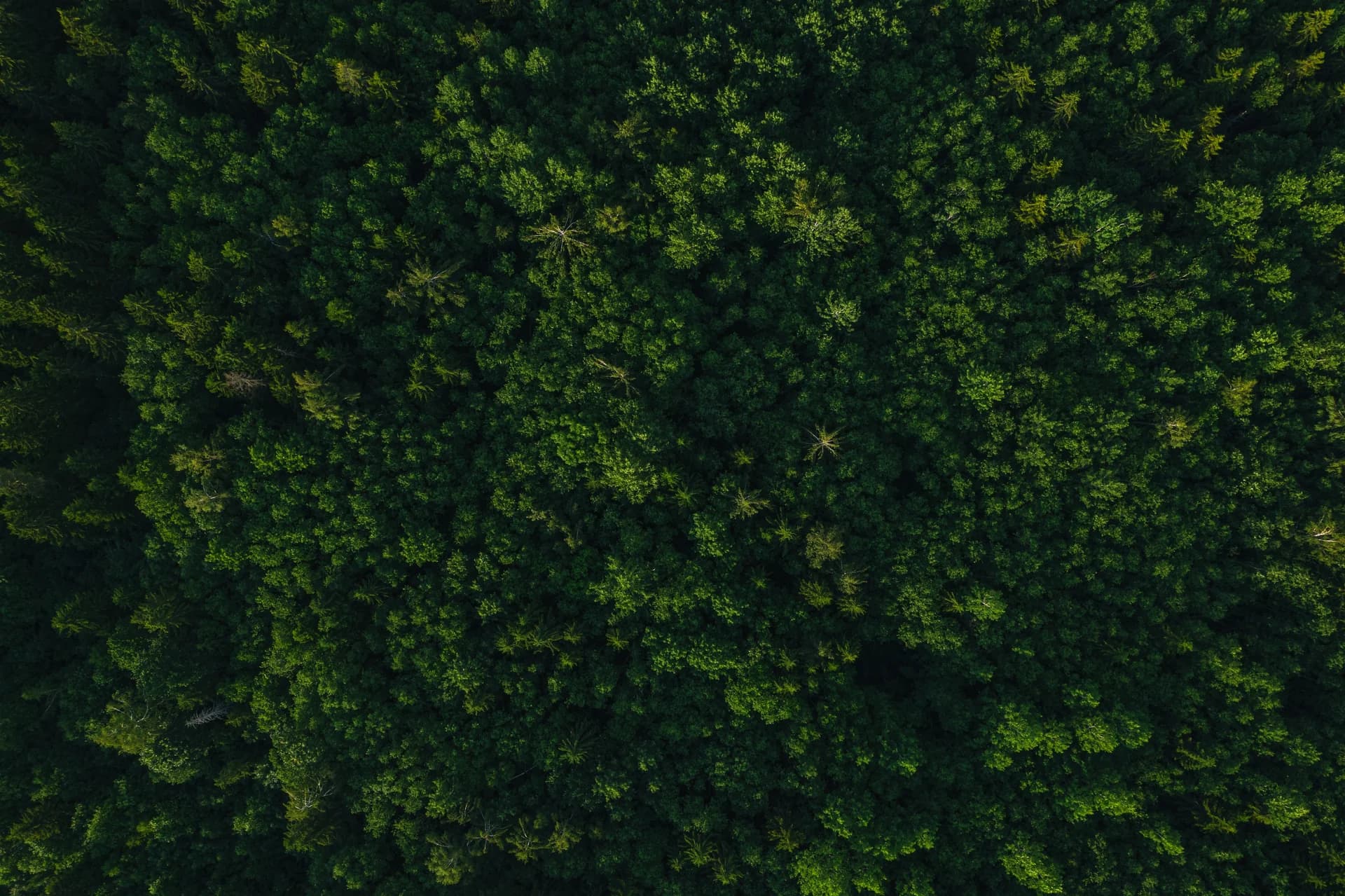 Green Connect Foundation work in Kenya